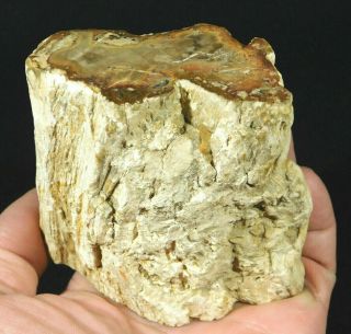 Bark A Cut And Polished Petrified Wood Fossil From Madagascar 543gr