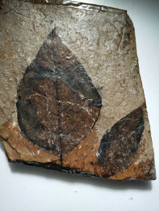 Big Leaf Fossils Rare Good From Shanwang Shandong Province China I Dig Myself