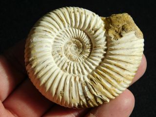 A Polished 200 Million Year Old White Ribbed Ammonite Fossil 94.  0gr
