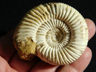 A Polished 200 Million Year Old WHITE Ribbed AMMONITE Fossil 94.  0gr 2