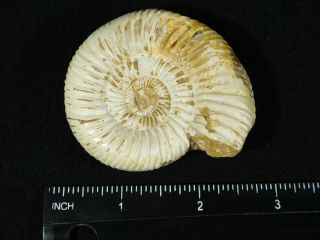 A Polished 200 Million Year Old WHITE Ribbed AMMONITE Fossil 94.  0gr 3