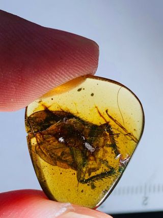 0.  93g Big Adult Roach Burmite Myanmar Burmese Amber Insect Fossil Dinosaur Age