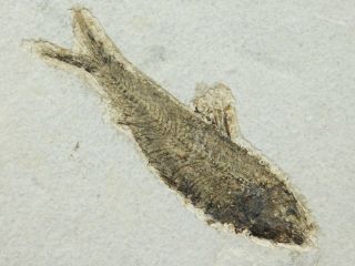 A 50 Million Year Old Knightia Eocaena Fish Fossil From Wyoming 199gr