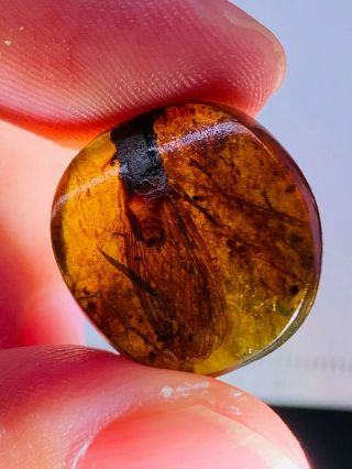 1.  58g Unknown Big Fly Burmite Myanmar Burmese Amber Insect Fossil Dinosaur Age
