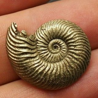 27mm Quenstedtoceras Pyrite Ammonite Fossils Fossilien Russia Pendant Gold