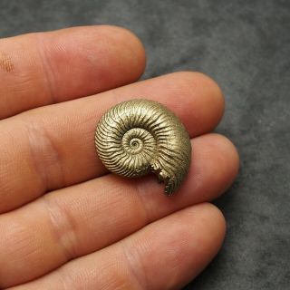 27mm Quenstedtoceras Pyrite Ammonite Fossils Fossilien Russia pendant Gold 2