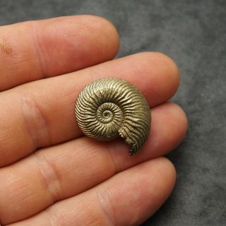27mm Quenstedtoceras Pyrite Ammonite Fossils Fossilien Russia pendant Gold 3