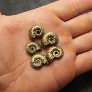 5x Quenstedtoceras 18 - 21mm Pyrite Ammonite Fossils Fossilien Russia Pendant Gold