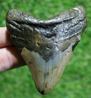 Megalodon Shark Tooth 3.  54 " Extinct Fossil Authentic Not Restored (cg18 - 150)