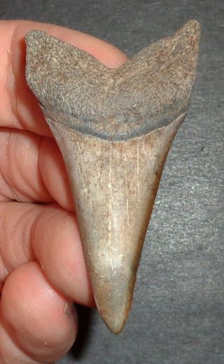 Large 2.  197 " Mako Shark Tooth Fossil From South Carolina Shark Tooth Guide