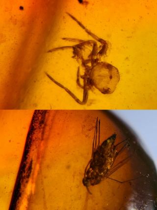 Unknown Fly Bug&spider Burmite Myanmar Burmese Amber Insect Fossil Dinosaur Age