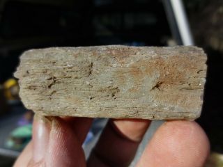 Rfm Crooked River Petrified Wood Limb Cast Collectible Display Specimen Oregon