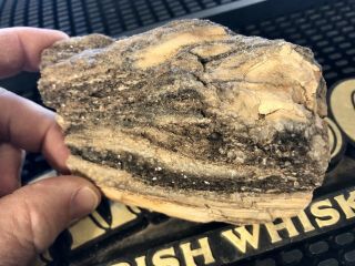Reilly’s Rocks: Arizona Petrified Wood With Smoky Quartz And Knot 1,  Lb