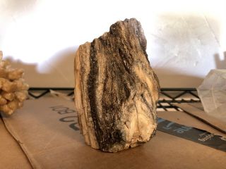 REILLY’S ROCKS: Arizona Petrified Wood With Smoky Quartz And Knot 1,  lb 2