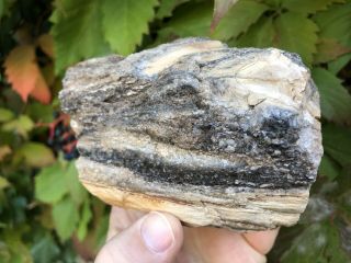 REILLY’S ROCKS: Arizona Petrified Wood With Smoky Quartz And Knot 1,  lb 3