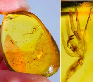 4.  12g Arachnida Spider Burmite Myanmar Burmese Amber Insect Fossil Dinosaur Age