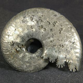 6.  7cm/2.  6in Shine Pyrite Ammonite Sublunuloceras Jurassic Russian Fossils