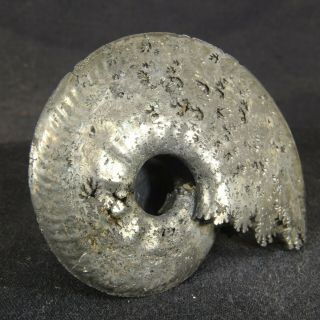 6.  7cm/2.  6in shine pyrite Ammonite Sublunuloceras Jurassic Russian fossils 2