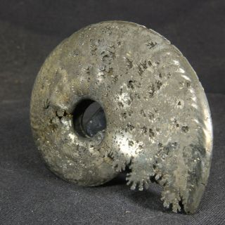 6.  7cm/2.  6in shine pyrite Ammonite Sublunuloceras Jurassic Russian fossils 3