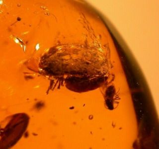 Fascinating Group Of 11 Insects In Authentic Dominican Amber Fossil Gemstone