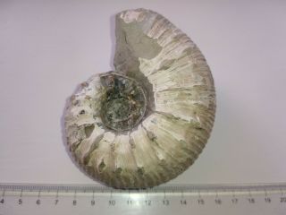 Fossil Fossilien Ammonit Liparoceras Ammonite Jurassic Uk