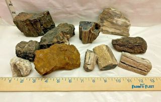 Private Raggy - Moo Only Rocks Minerals 5lb Petrified Wood