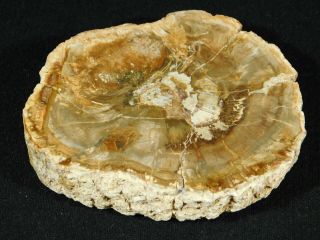 A Cut And Polished Petrified Wood Roller Fossil From Madagascar 349gr