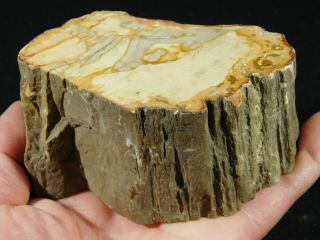 Bark A Cut And Polished Petrified Wood Fossil From Madagascar 598gr