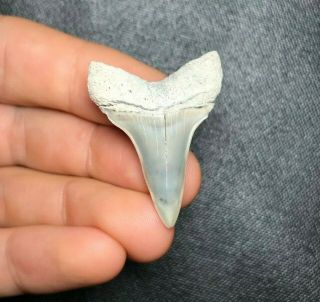 Rare 1.  43 " Lee Creek Aurora Mako Shark Tooth Teeth Fossil Sharks Necklace Meg