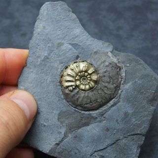 Amaltheus Gloriosus Ammonite Pyrite Mineral Fossil Fossilien Ammoniten France