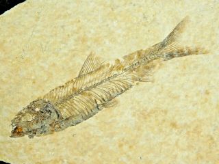 A Small And 100 Natural Knightia Eocaena Fish Fossil From Wyoming 55.  3gr