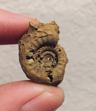 Rare Texas Fossil Ammonite Parahistoceras Hildrethi Pennsylvanian Age
