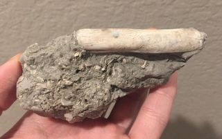 Rare Italy Fossil Bivalve Solen Marginatus Pliocene Fossil Age Shell Clam