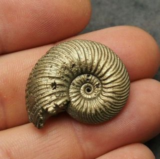 29mm Quenstedtoceras Pyrite Ammonite Fossils Fossilien Russia Pendant Gold