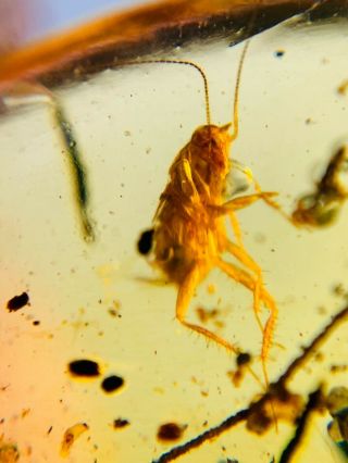 Uncommon Roach Larva Burmite Myanmar Burmese Amber Insect Fossil Dinosaur Age
