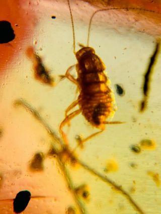 uncommon roach larva Burmite Myanmar Burmese Amber insect fossil dinosaur age 3