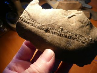 Fossil Trilobite Tracks Specimen Indiana with Acrylic Display 200907 2