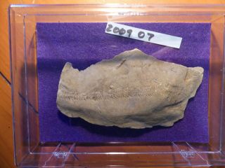 Fossil Trilobite Tracks Specimen Indiana with Acrylic Display 200907 3