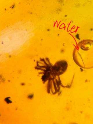 Arachnida Spider&water Burmite Myanmar Burmese Amber Insect Fossil Dinosaur Age