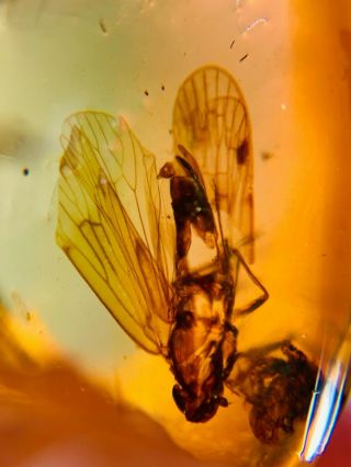 Leafhopper Cicada Fly Burmite Myanmar Burmese Amber Insect Fossil Dinosaur Age