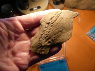 Fossil Trilobite Tracks Specimen Indiana With Acrylic Display 200902