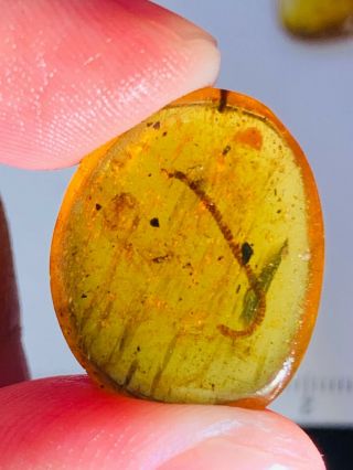 1.  62g Diplopoda millipede Burmite Myanmar Burma Amber insect fossil dinosaur age 2