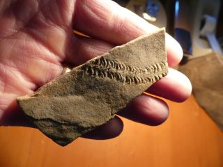 Fossil Trilobite Tracks Specimen Indiana With Acrylic Display 200809