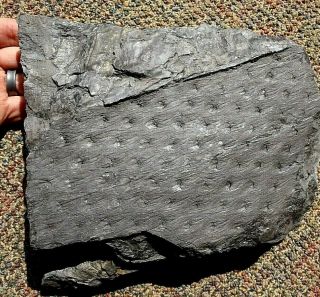 Lepidodendron Fossil,  Pennsylvanian Age 300 Million Year Old
