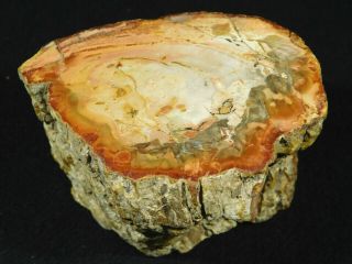 Orange And Peach Colors On This Larger Polished Petrified Wood Fossil 524gr