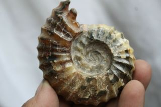 138g Polished Natural " Goat Horn " Schloenbachia Ammonite Fossil Specimen J81