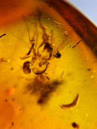 Unknown Larva&diptera Fly Burmite Myanmar Burma Amber Insect Fossil Dinosaur Age