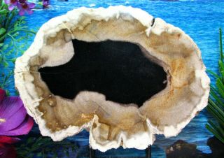Petrified Wood Complete Round Slab W/bark Obsidian Lake In Wolf - Grey