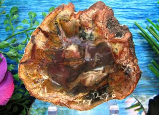 Petrified Wood Complete Round Slab W/bark Rare Purple Olive - Green Red Flower
