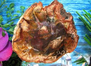 Petrified Wood COMPLETE ROUND Slab w/Bark RARE PURPLE OLIVE - GREEN RED Flower 2